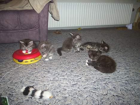 Maine Coon DK frøik amigo - det er alle min søsken :´) .det er mig der ligger og sovetr på lrgrtøjrt :B billede 17