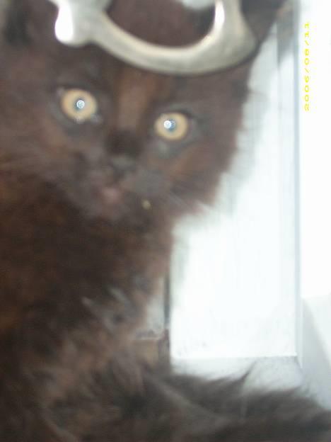 Blanding af racer Honey RIP. <3 billede 9