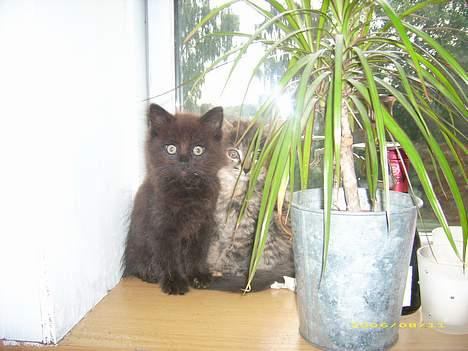 Blanding af racer Honey RIP. <3 billede 10