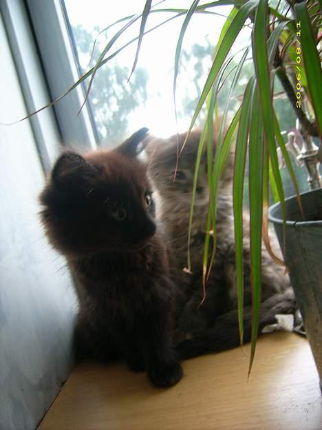 Blanding af racer Honey RIP. <3 billede 11