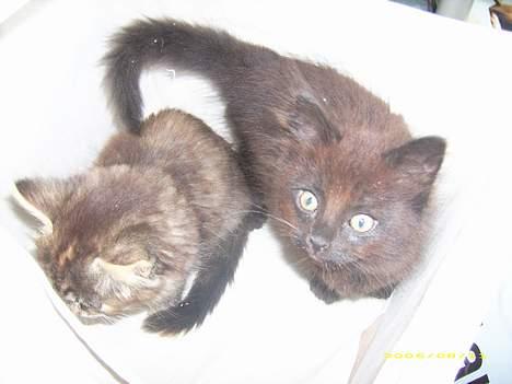 Blanding af racer Honey RIP. <3 billede 12