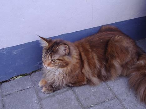 Maine Coon Rushcutter's Jelly Jewel billede 8