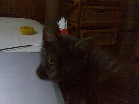 Blanding af racer Molly<3 billede 1