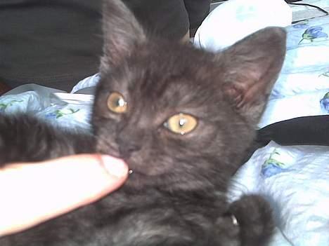 Blanding af racer Molly<3 billede 2