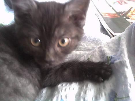 Blanding af racer Molly<3 billede 3