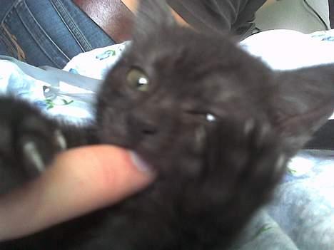 Blanding af racer Molly<3 billede 4