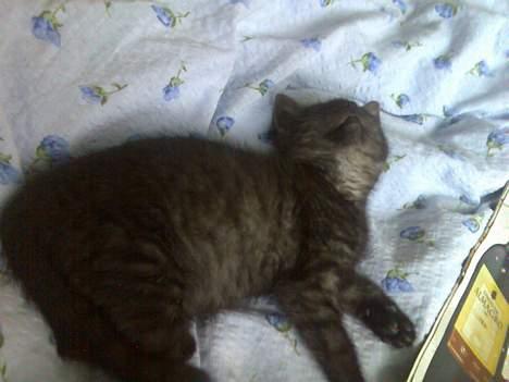 Blanding af racer Molly<3 billede 5