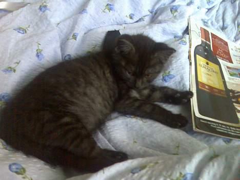 Blanding af racer Molly<3 billede 6