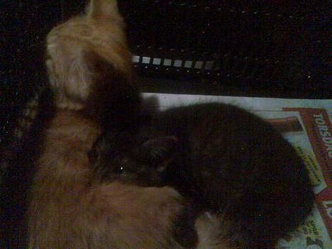 Blanding af racer Molly<3 billede 7