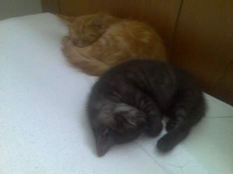 Blanding af racer Molly<3 billede 8