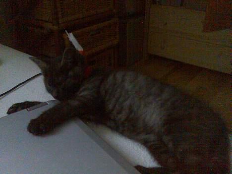 Blanding af racer Molly<3 billede 9