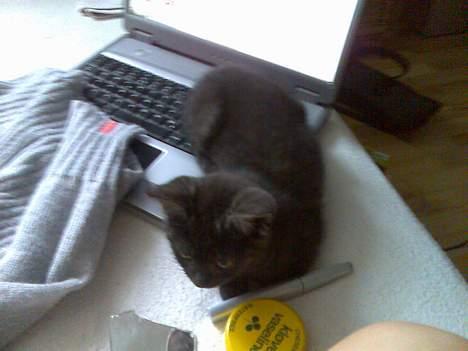 Blanding af racer Molly<3 billede 10