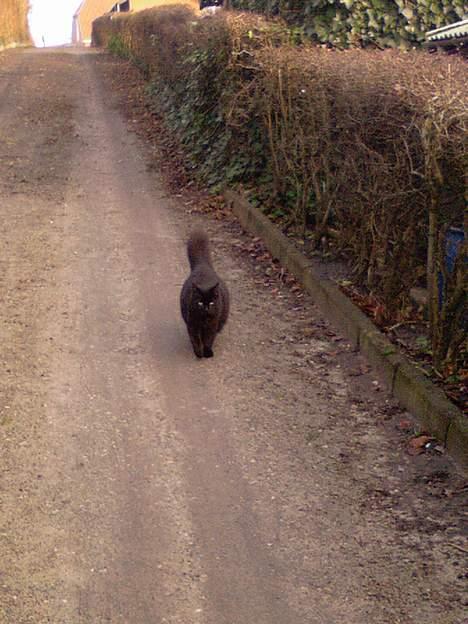 Huskat Daysi - 2006 billede 11