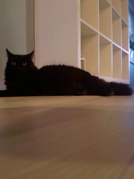 Huskat Daysi - 2006 billede 12