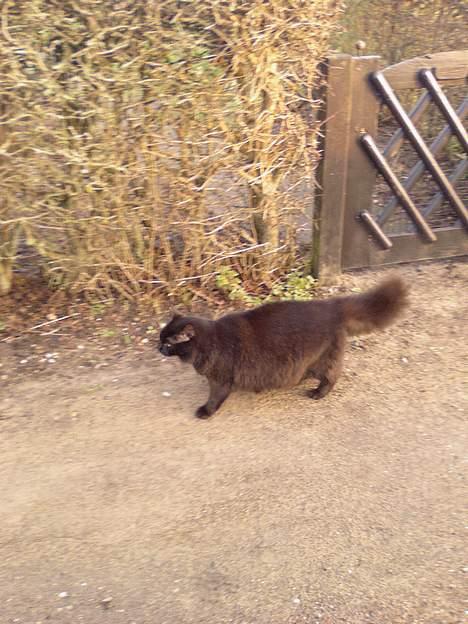 Huskat Daysi - 2006 billede 13