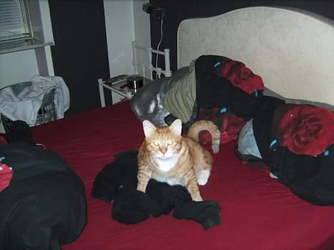 Huskat Garfield billede 11