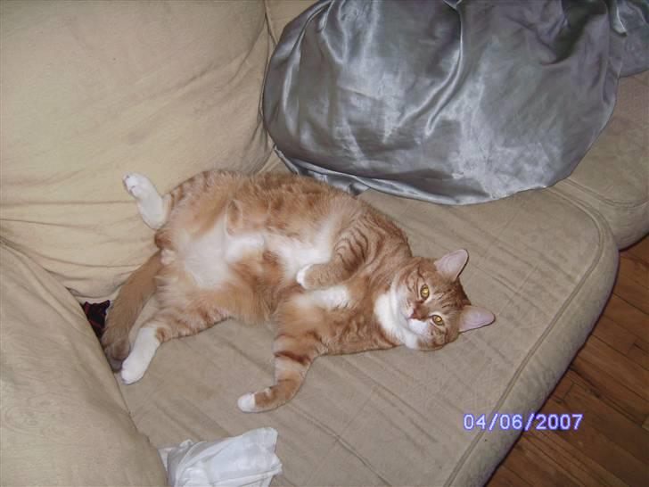 Huskat Garfield billede 12