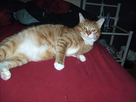 Huskat Garfield billede 13