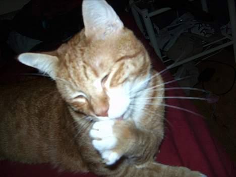 Huskat Garfield billede 14