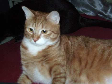 Huskat Garfield billede 15