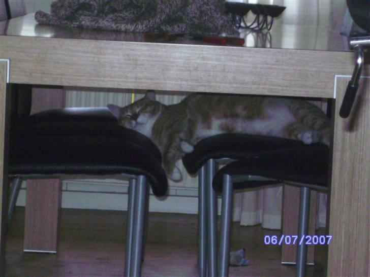 Huskat Garfield billede 16