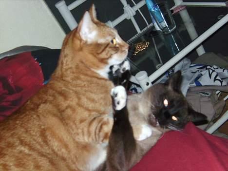 Huskat Garfield billede 17