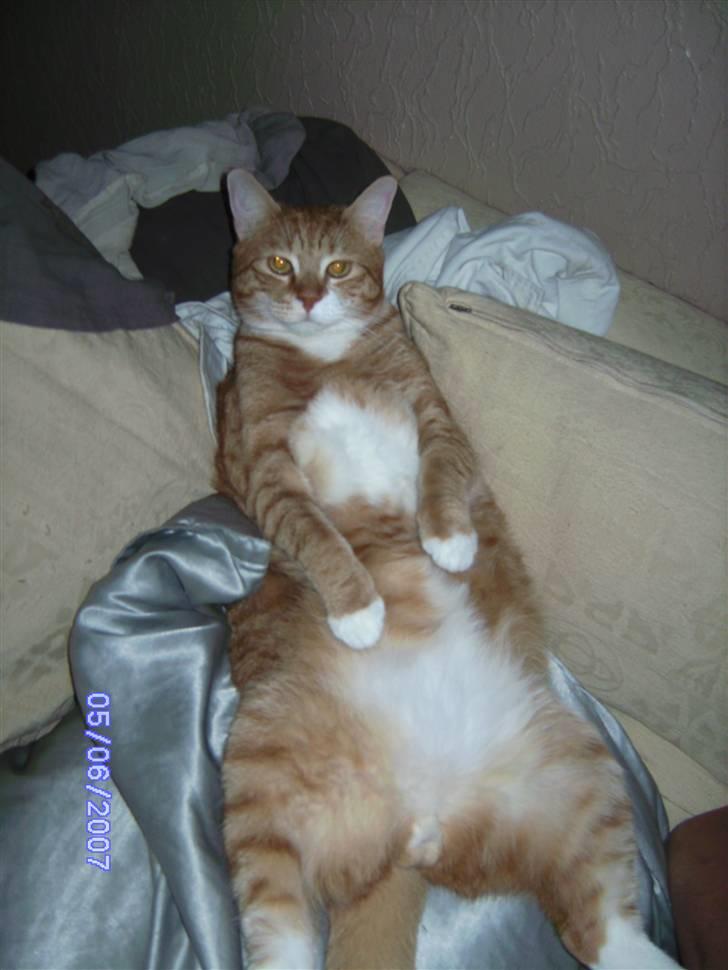 Huskat Garfield billede 18