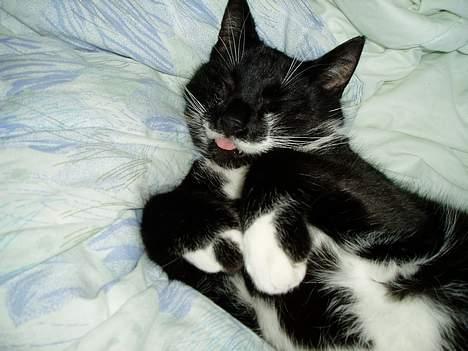 Huskat Bulder - Se mig jeg kan række tunge, Kan du måske det? billede 1