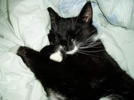 Huskat Bulder - Mm lige en dejlig lur billede 2