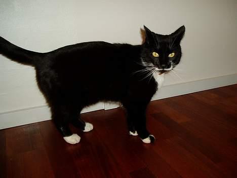 Huskat Bulder - Du må ikke gøre mig så bange billede 3