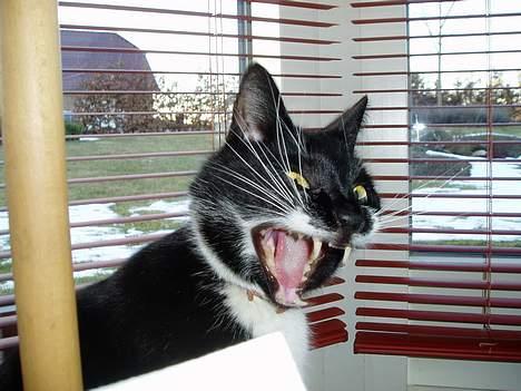 Huskat Bulder - Gaab jeg er godt nok træt billede 4