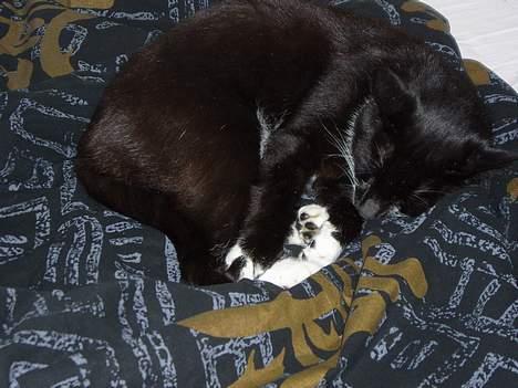 Huskat Bulder - Ahh hvor det dejligt at sove her ¨på sengen billede 5