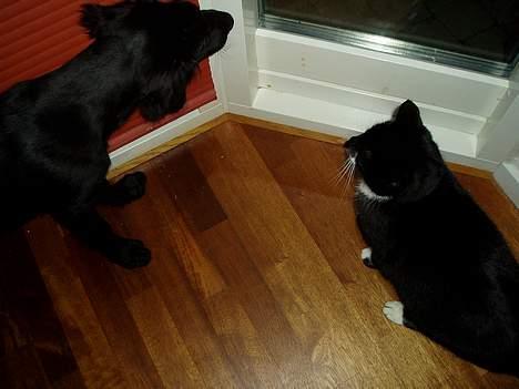 Huskat Bulder - Det er bulder og Armani sammen hehe billede 6