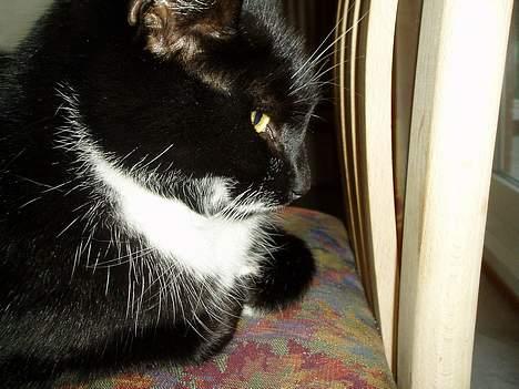 Huskat Bulder - Jeg holder øje med jer billede 7