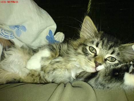 Norsk Skovkat woody - Woody er ikke så gammel på det billede. Og så elsker den at slappe af. billede 1