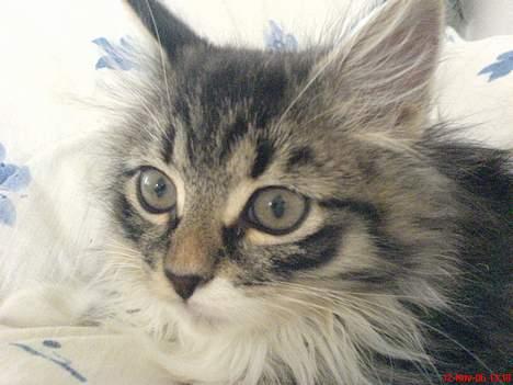 Norsk Skovkat woody - Nysgerrig som altid. billede 3