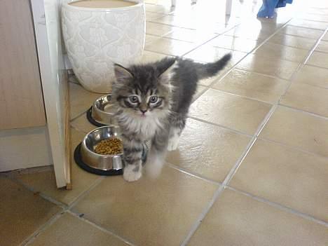 Norsk Skovkat woody - Der havde jeg næsten lige fået den. billede 4