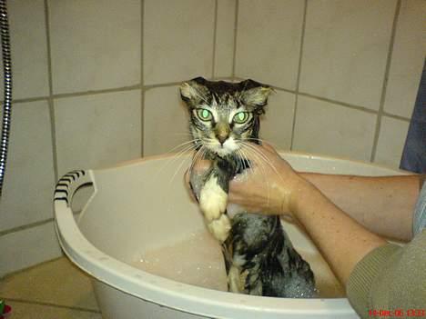 Norsk Skovkat woody - Der var den i bad for første gang. Den er ikke helt vild med det. billede 5