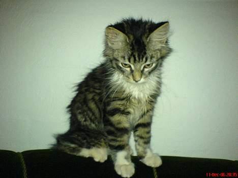 Norsk Skovkat woody billede 6