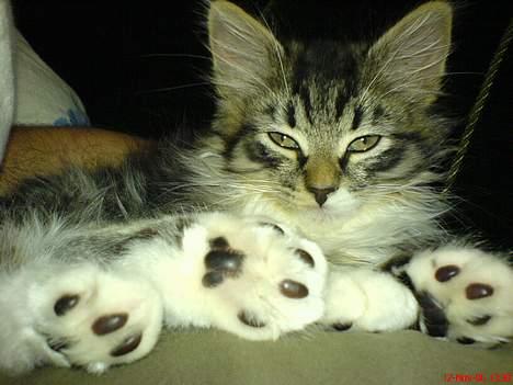 Norsk Skovkat woody - Jeg sover brandret ud. billede 8