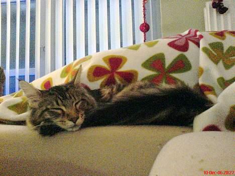 Maine Coon Cassiopeia billede 14