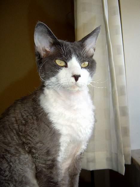 Devon Rex S*Darklin Reach Mr.Zuriel - S*Darklin Reach Mr.Zuriel / a.k.a. Dino billede 1