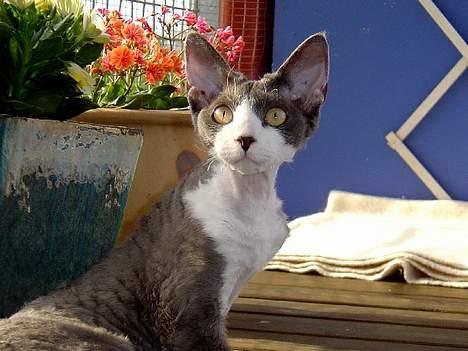 Devon Rex S*Darklin Reach Mr.Zuriel - En ganske ung Dino,9 mdr.gl. billede 2