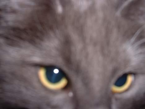 Norsk Skovkat PR. Catcom's Gaia billede 1