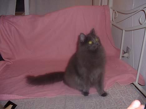 Norsk Skovkat PR. Catcom's Gaia billede 2