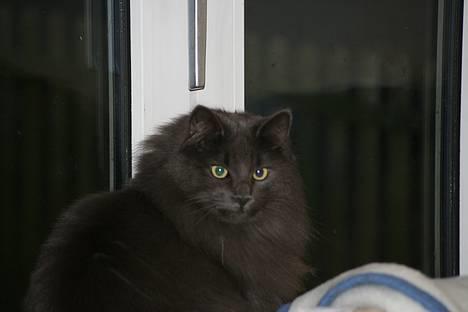 Norsk Skovkat PR. Catcom's Gaia billede 3