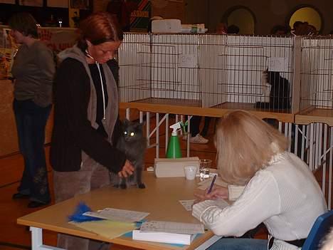 Norsk Skovkat PR. Catcom's Gaia billede 4