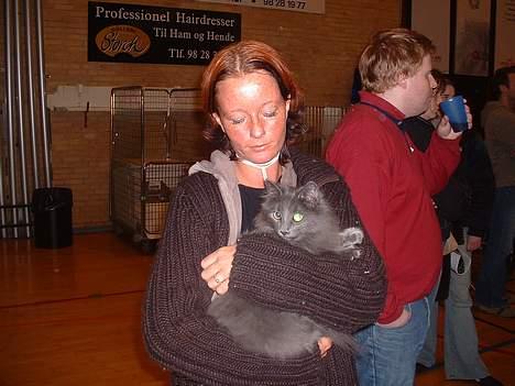 Norsk Skovkat PR. Catcom's Gaia billede 5