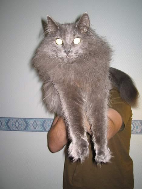 Norsk Skovkat PR. Catcom's Gaia billede 6