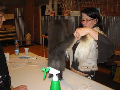 Norsk Skovkat PR. Catcom's Gaia billede 7